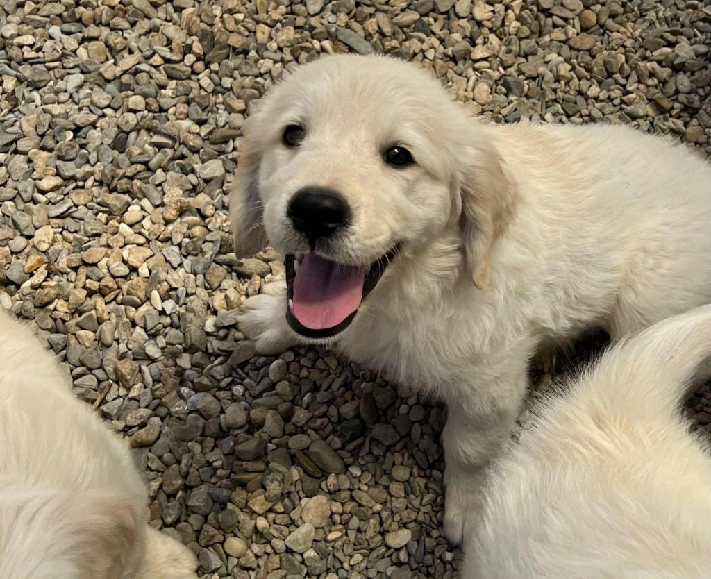des plaines de montimaran - Chiots disponibles - Golden Retriever