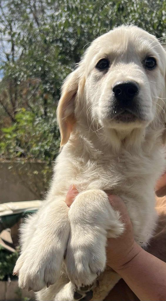 des plaines de montimaran - Chiots disponibles - Golden Retriever