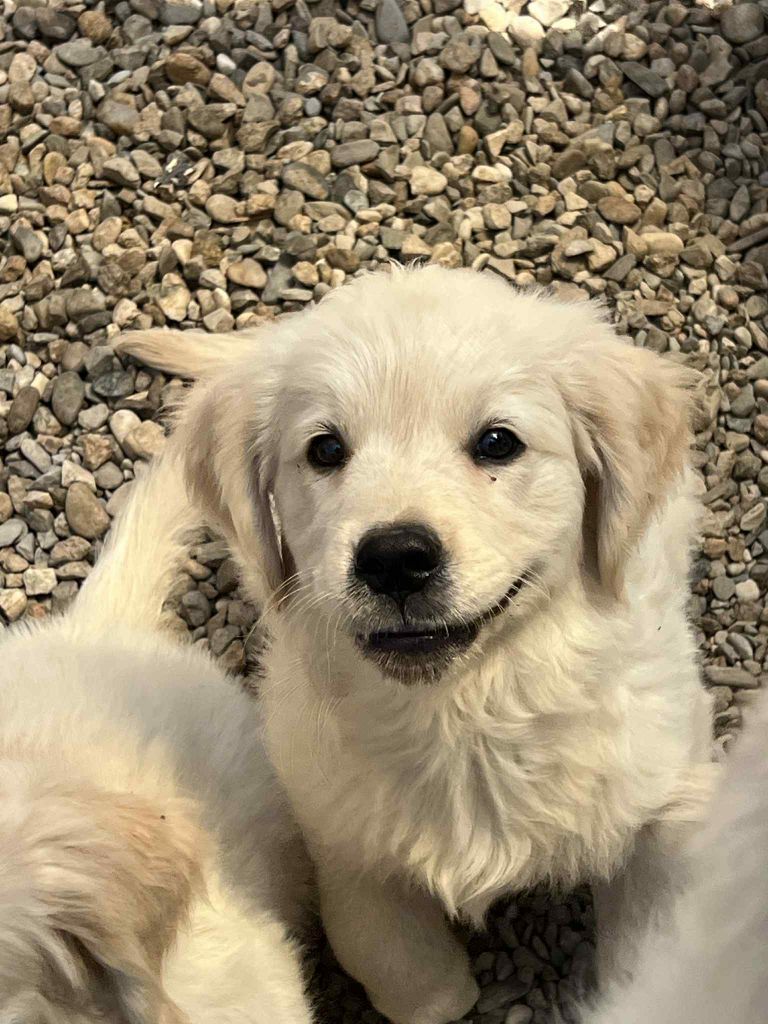 des plaines de montimaran - Chiots disponibles - Golden Retriever