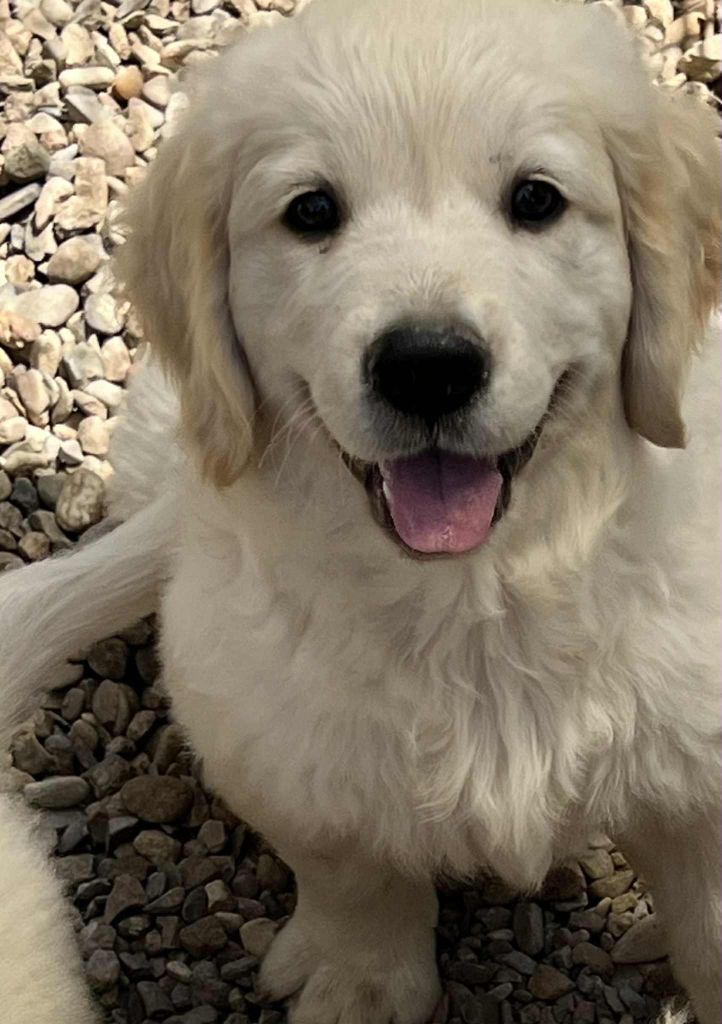 des plaines de montimaran - Chiots disponibles - Golden Retriever